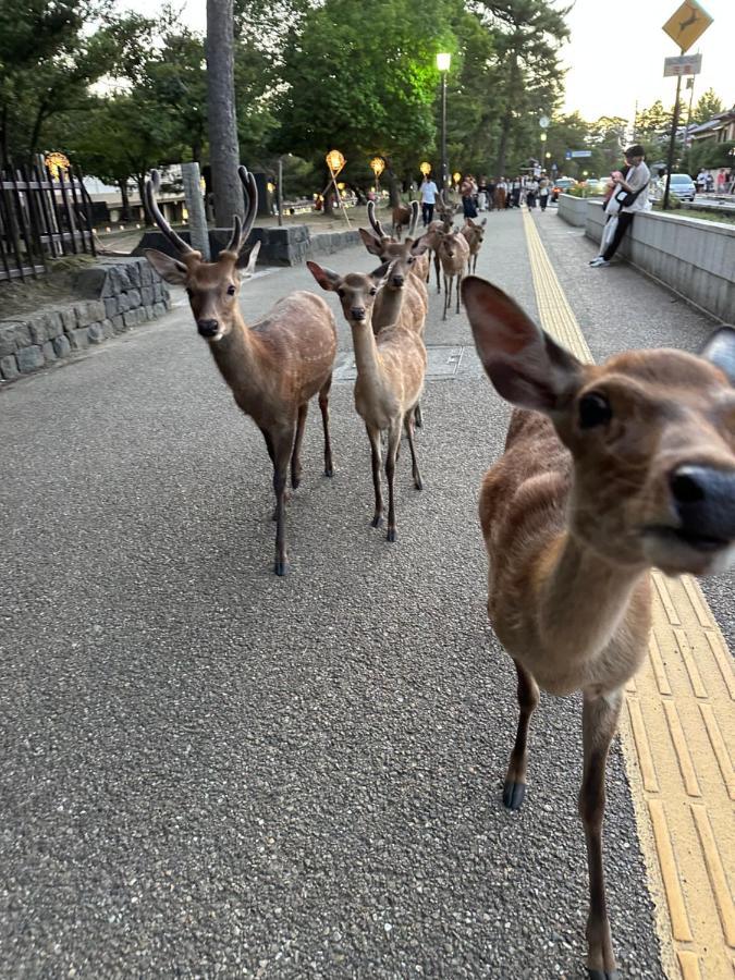 奈良公園徒歩15分古民家リノベーション貸切一軒家 Guest House奈良紀寺 Exterior photo